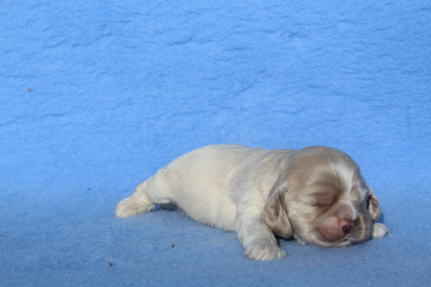 of caniland's dream - Chiots disponibles - American Cocker Spaniel