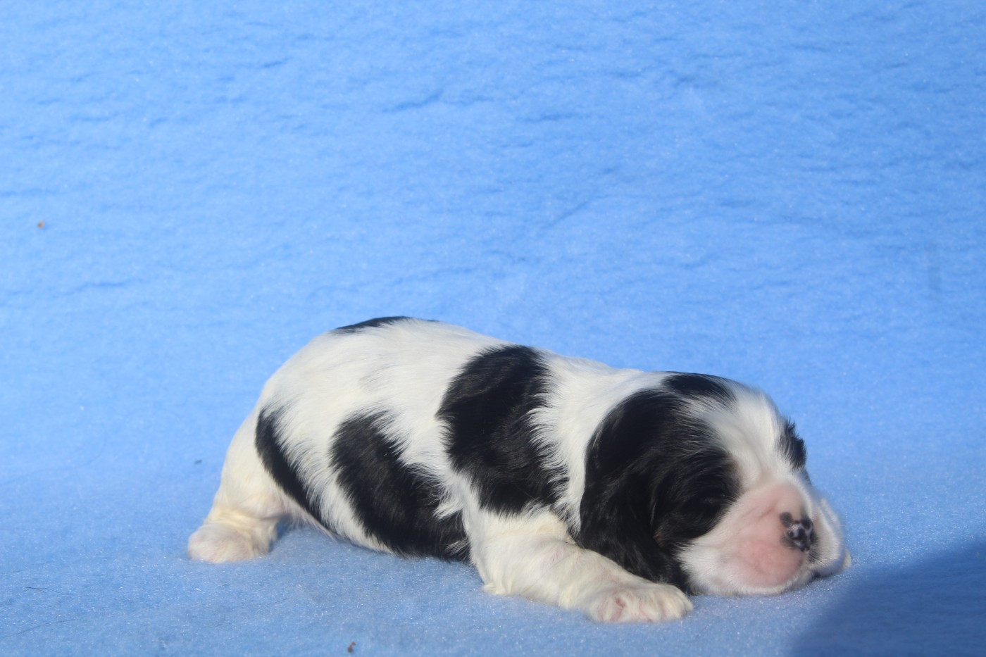 of caniland's dream - Chiots disponibles - American Cocker Spaniel
