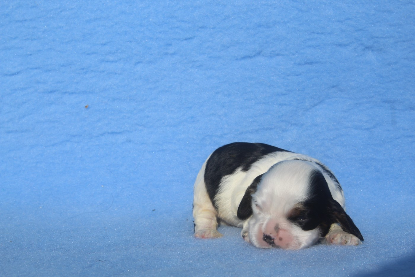 of caniland's dream - Chiots disponibles - American Cocker Spaniel