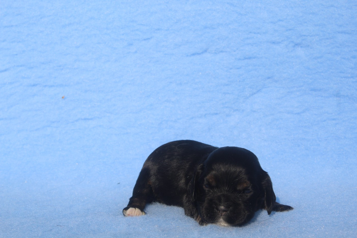 of caniland's dream - Chiots disponibles - American Cocker Spaniel