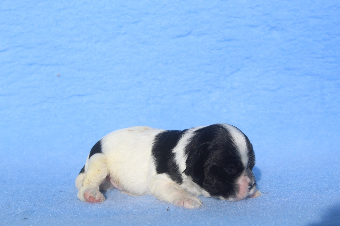 of caniland's dream - Chiots disponibles - American Cocker Spaniel