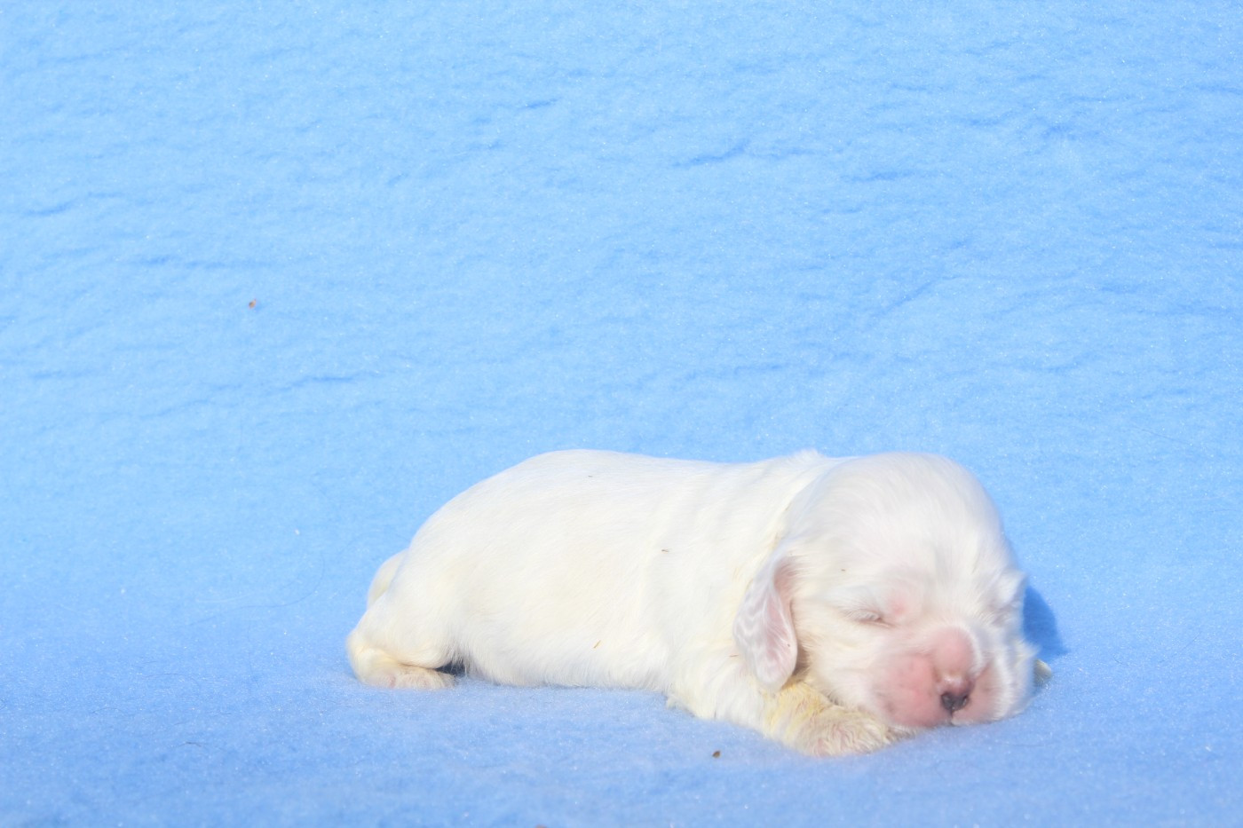 of caniland's dream - Chiots disponibles - American Cocker Spaniel