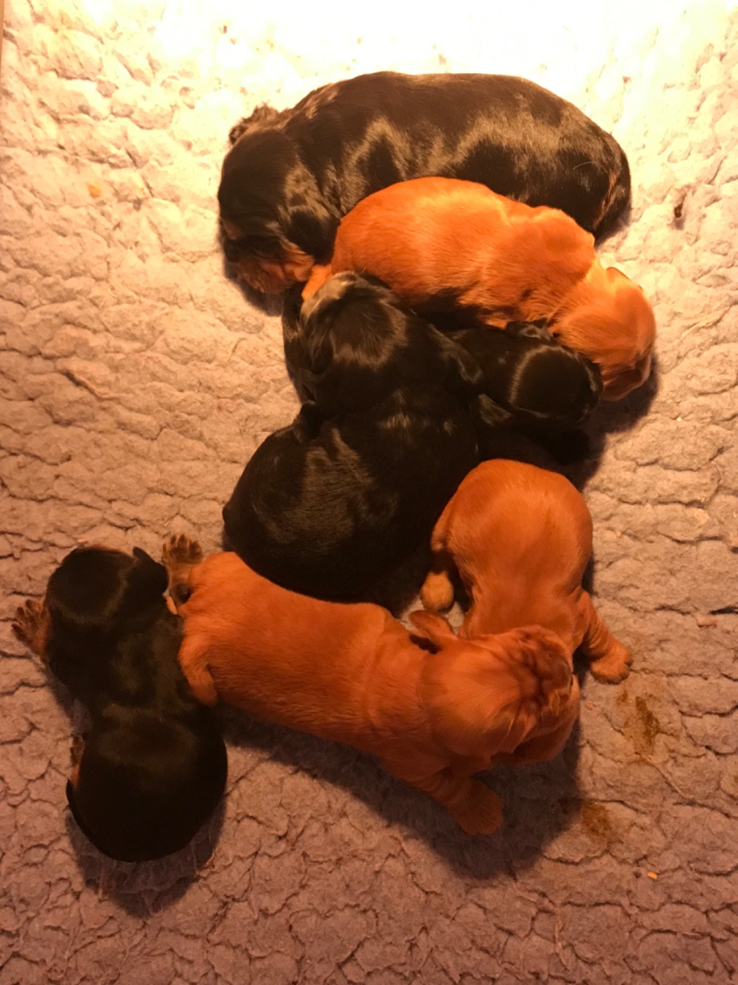 Chiot Cocker Spaniel Anglais of caniland's dream