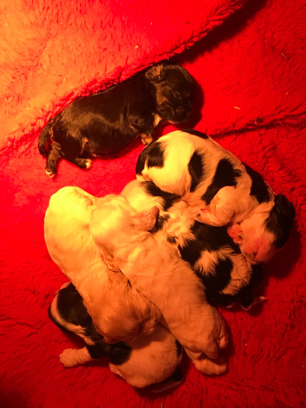 Chiot American Cocker Spaniel of caniland's dream