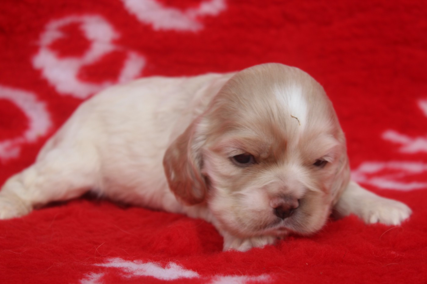 of caniland's dream - Chiots disponibles - American Cocker Spaniel