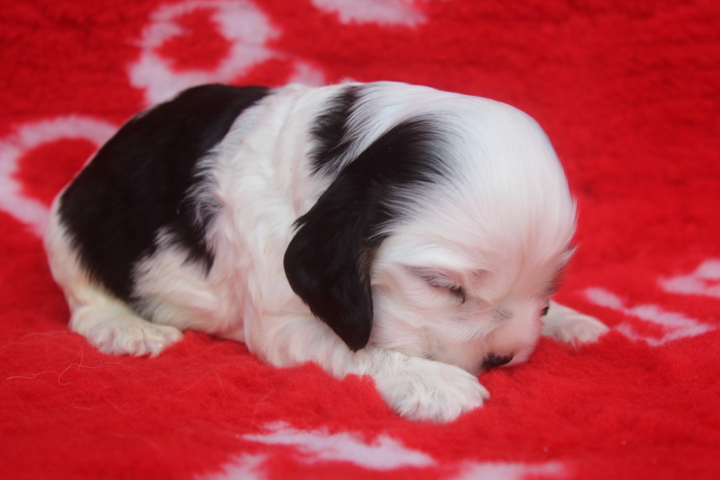 of caniland's dream - Chiots disponibles - American Cocker Spaniel