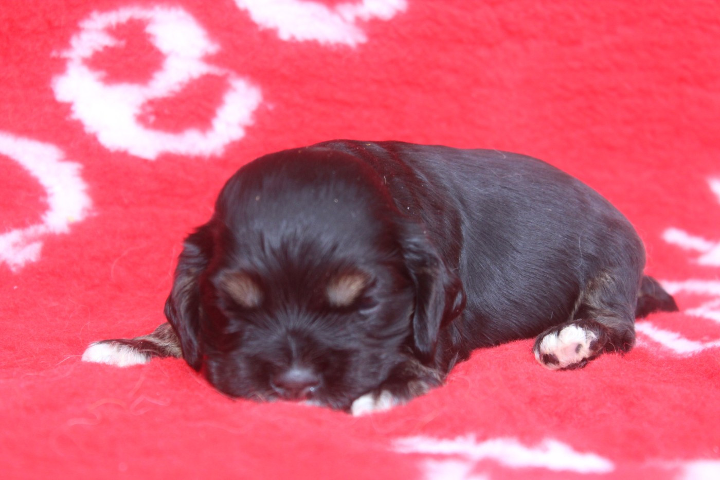 of caniland's dream - Chiots disponibles - American Cocker Spaniel