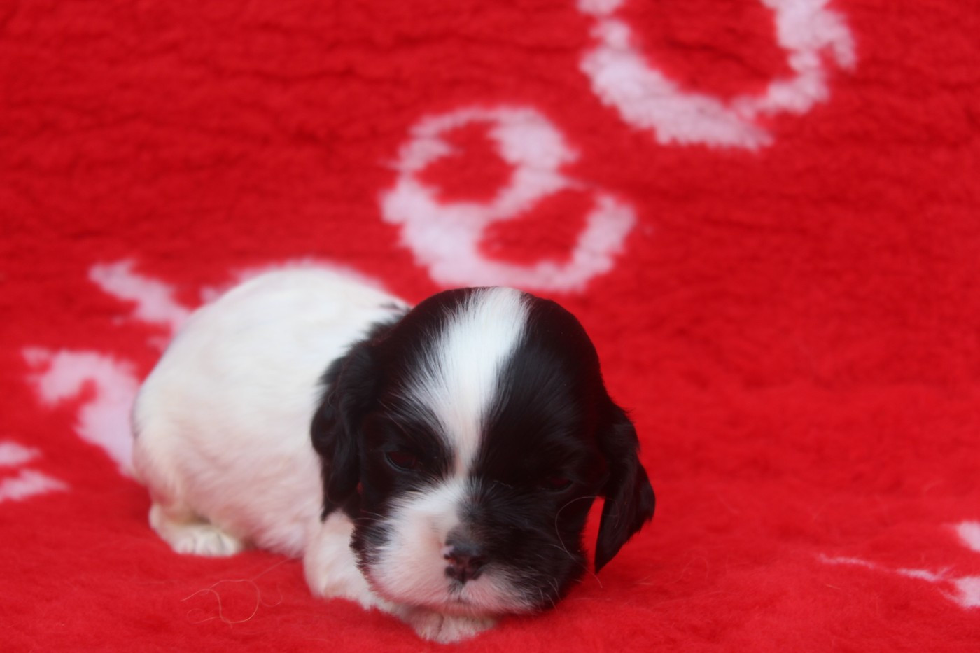 of caniland's dream - Chiots disponibles - American Cocker Spaniel