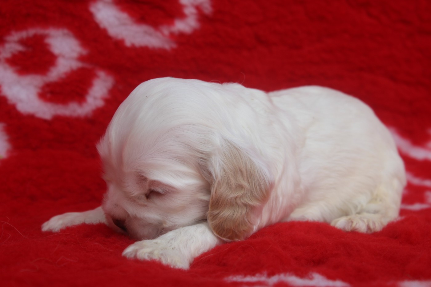 of caniland's dream - Chiots disponibles - American Cocker Spaniel