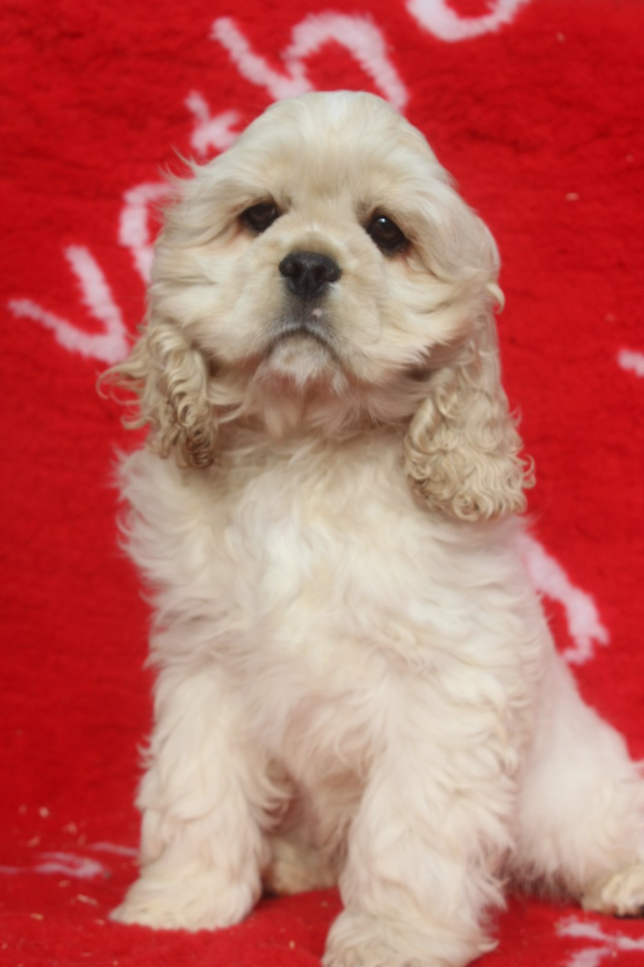 of caniland's dream - Chiots disponibles - American Cocker Spaniel