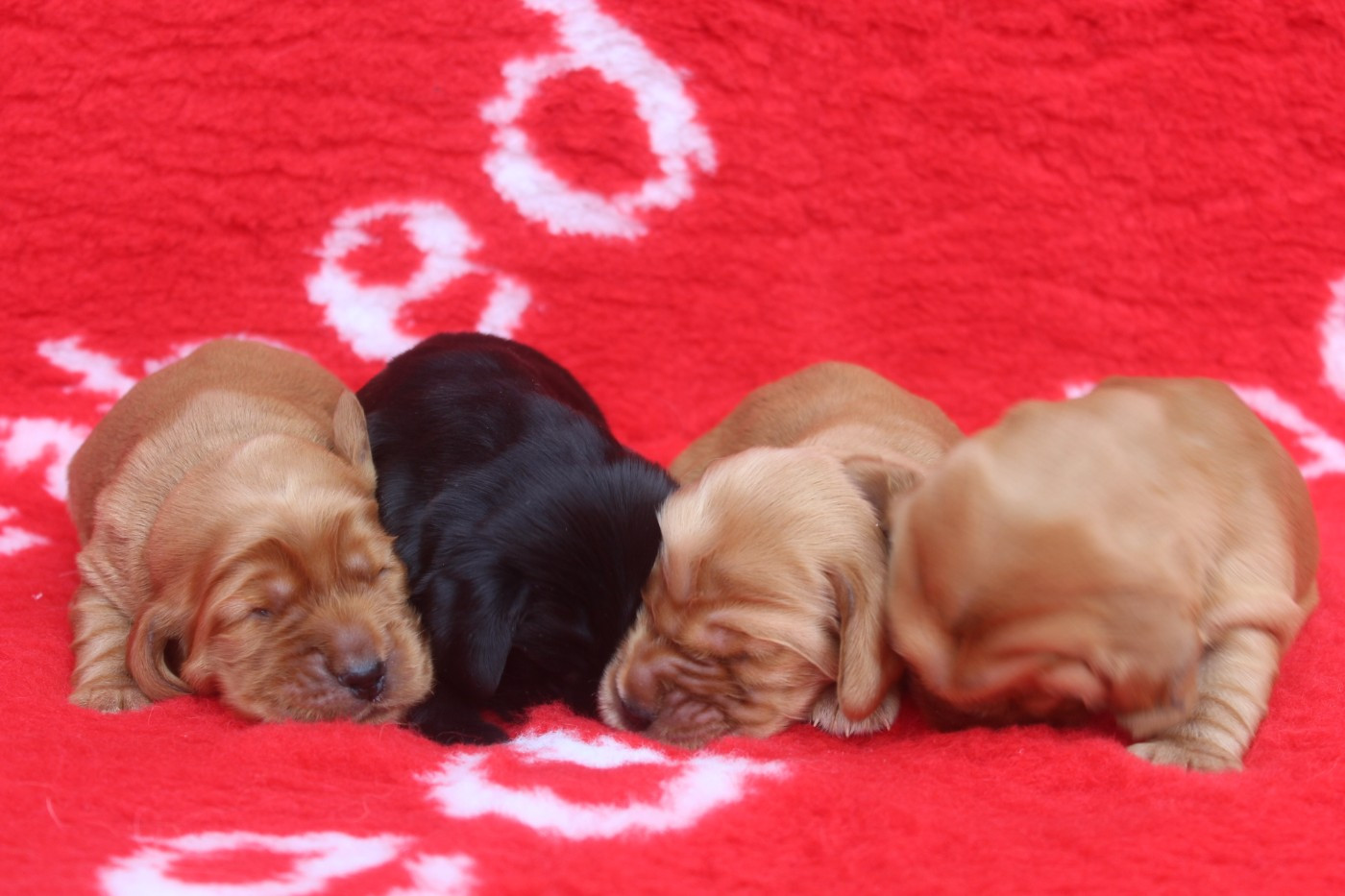 of caniland's dream - Cocker Spaniel Anglais - Portée née le 01/01/2026