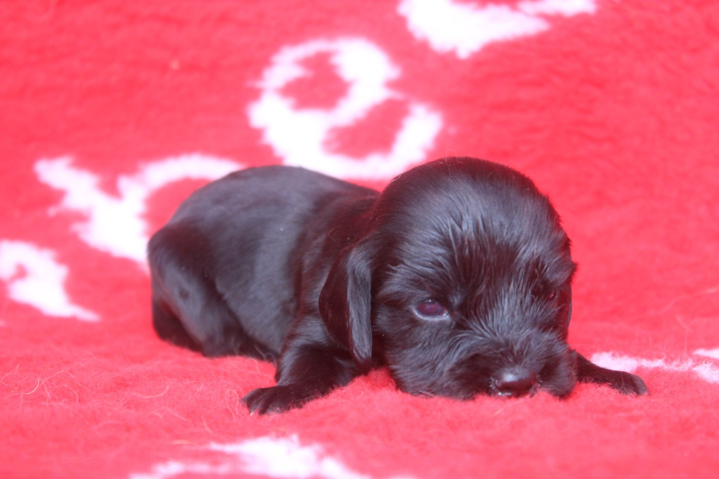 of caniland's dream - Chiots disponibles - Cocker Spaniel Anglais