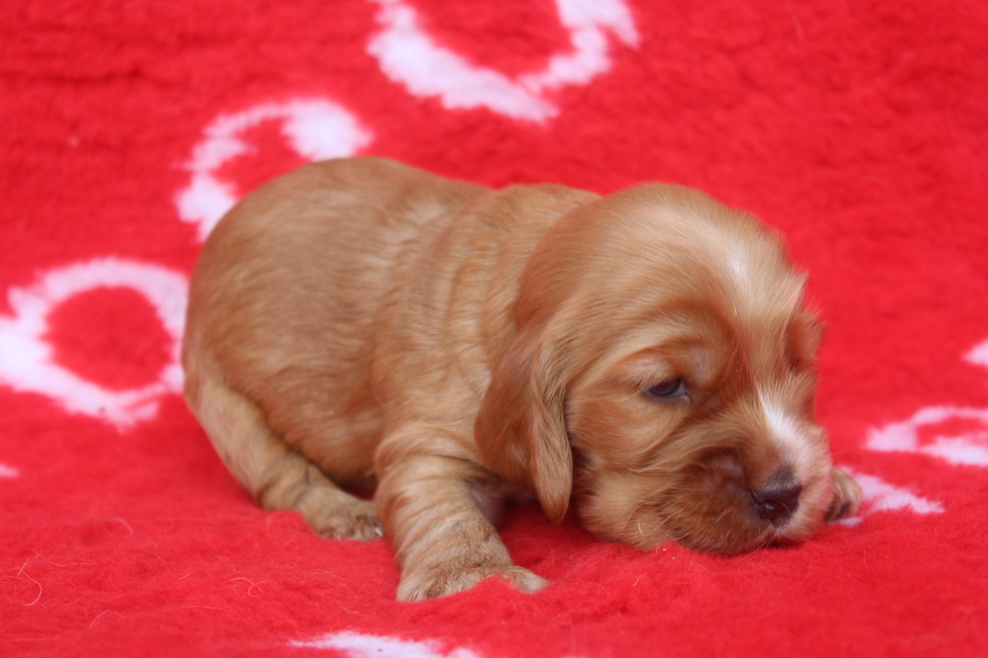 of caniland's dream - Chiots disponibles - Cocker Spaniel Anglais