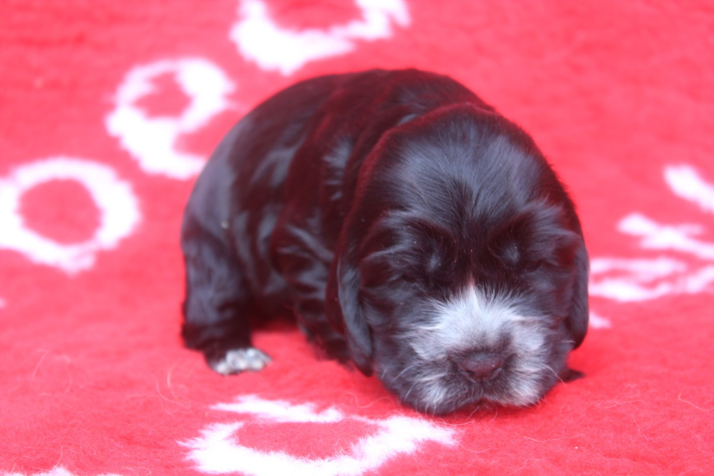 of caniland's dream - Chiots disponibles - Cocker Spaniel Anglais