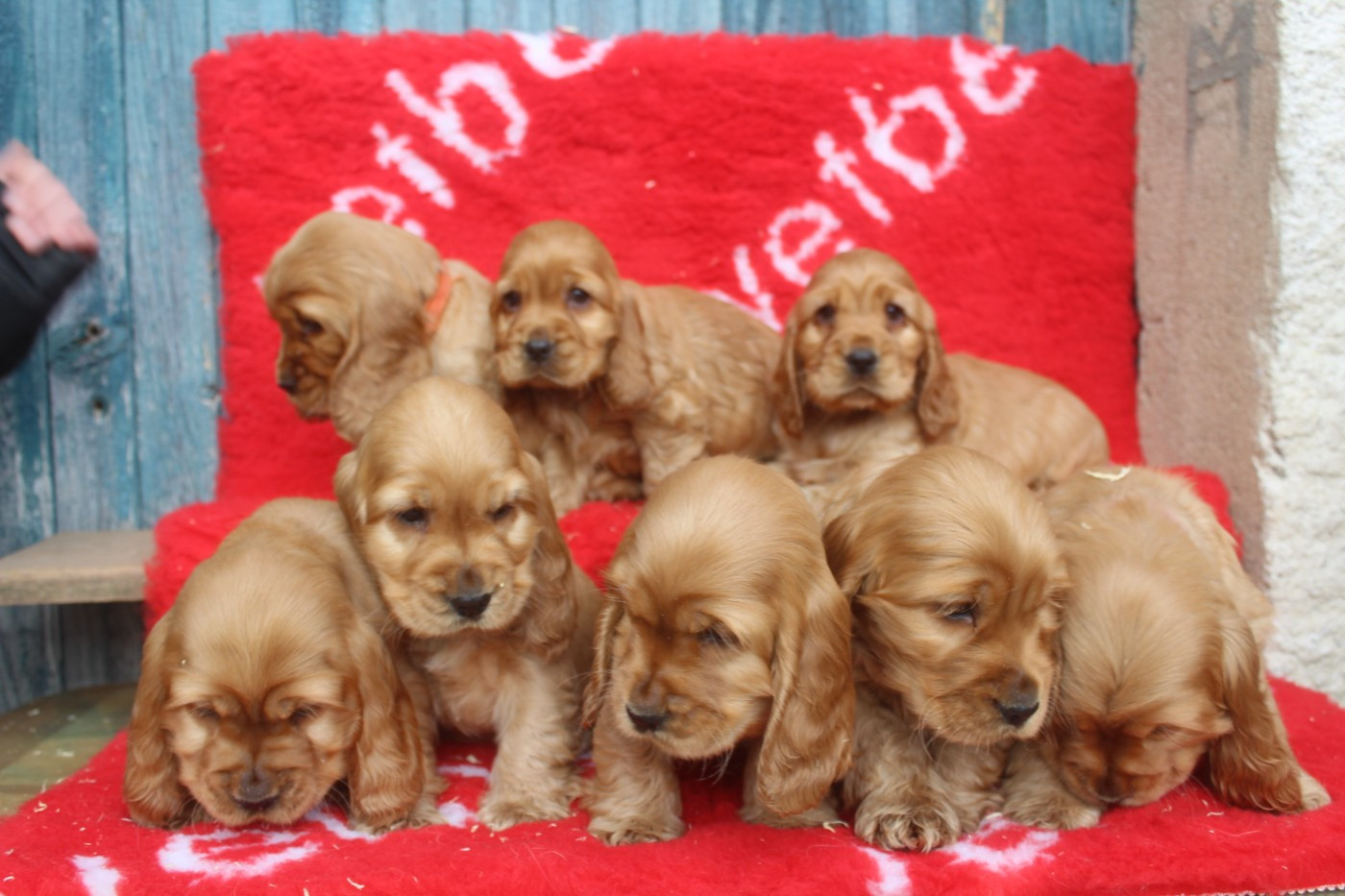 of caniland's dream - Cocker Spaniel Anglais - Portée née le 20/11/2025