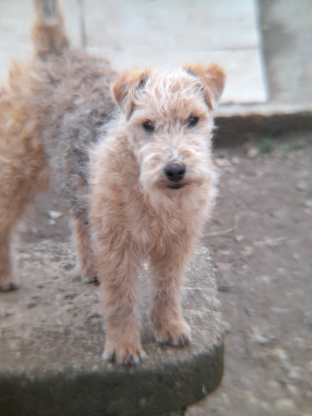 of caniland's dream - Chiots disponibles - Lakeland Terrier