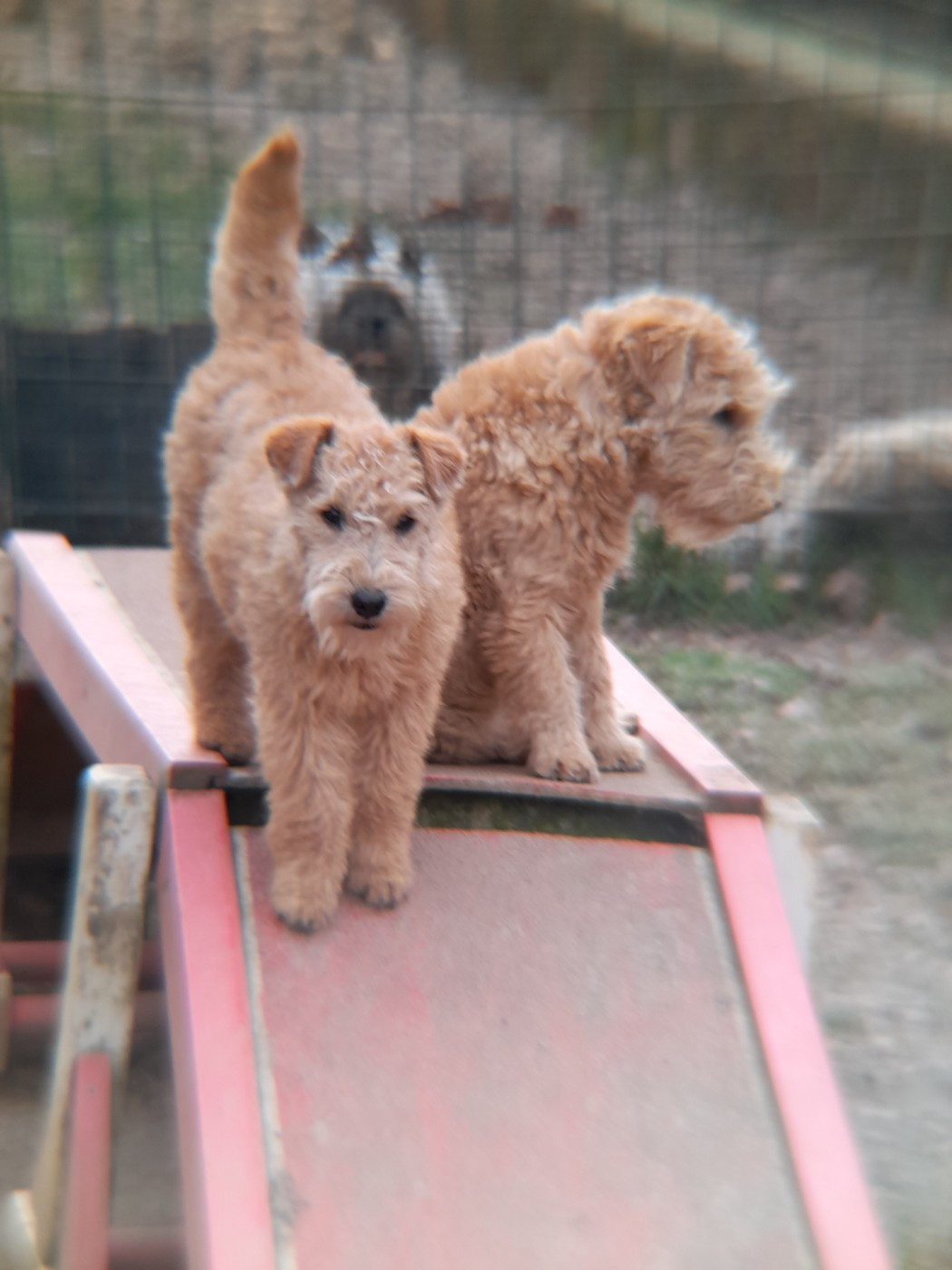 of caniland's dream - Chiots disponibles - Lakeland Terrier