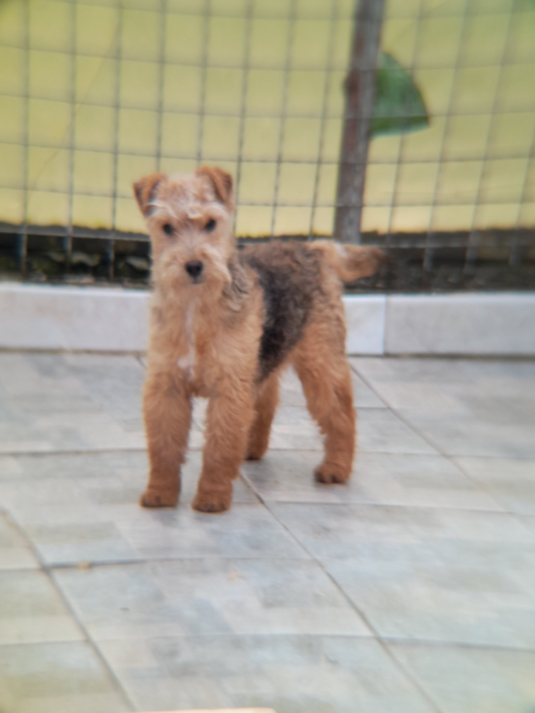 of caniland's dream - Chiots disponibles - Lakeland Terrier