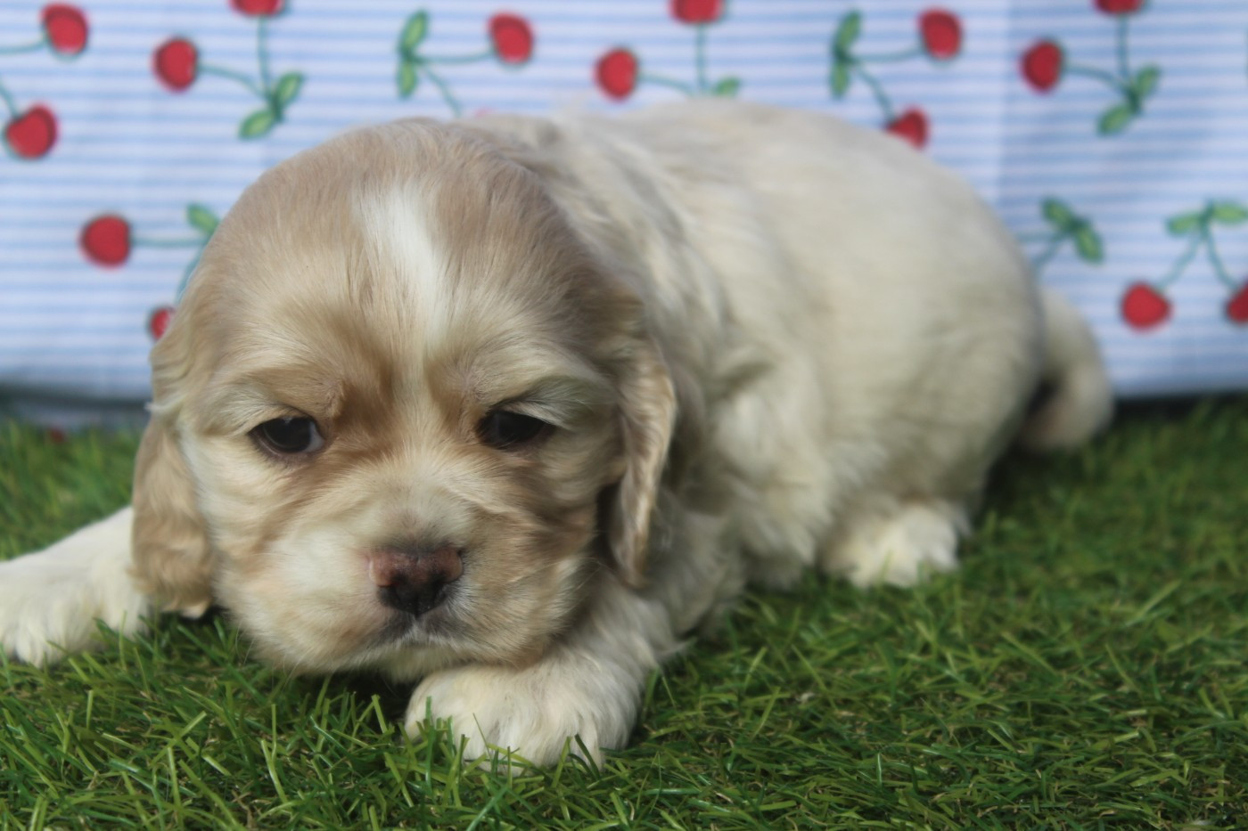of caniland's dream - Chiots disponibles - American Cocker Spaniel