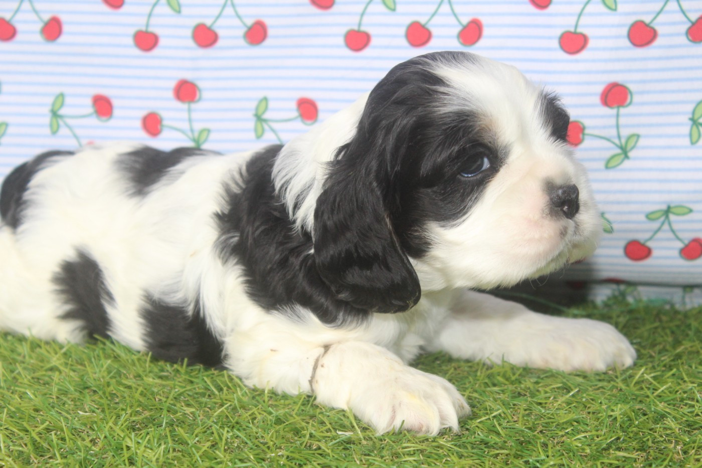 of caniland's dream - Chiots disponibles - American Cocker Spaniel