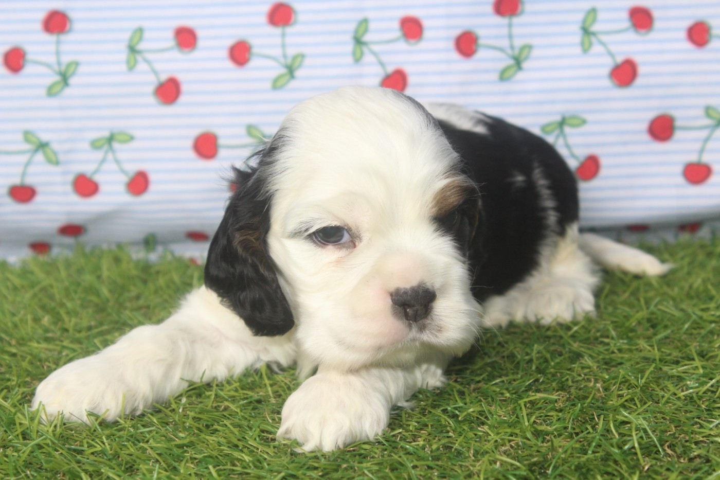 of caniland's dream - Chiots disponibles - American Cocker Spaniel