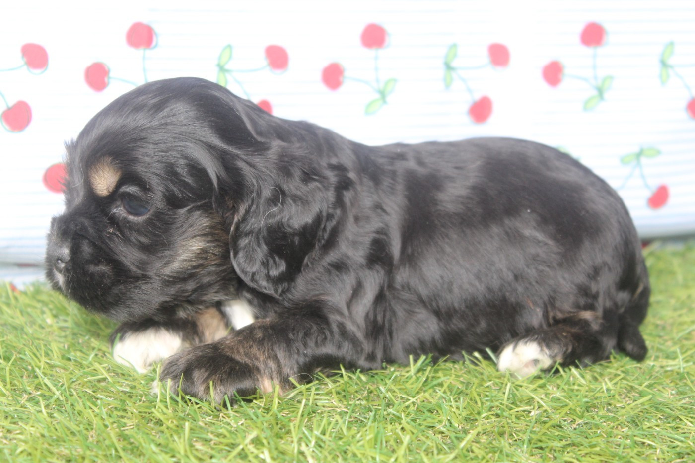 of caniland's dream - Chiots disponibles - American Cocker Spaniel