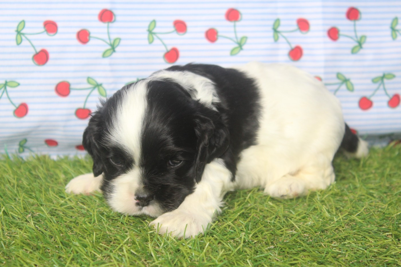 of caniland's dream - Chiots disponibles - American Cocker Spaniel