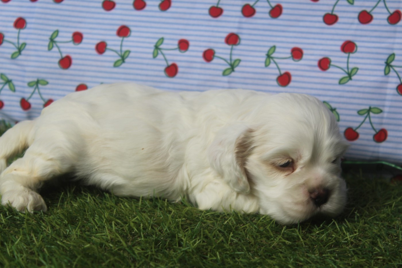 of caniland's dream - Chiots disponibles - American Cocker Spaniel