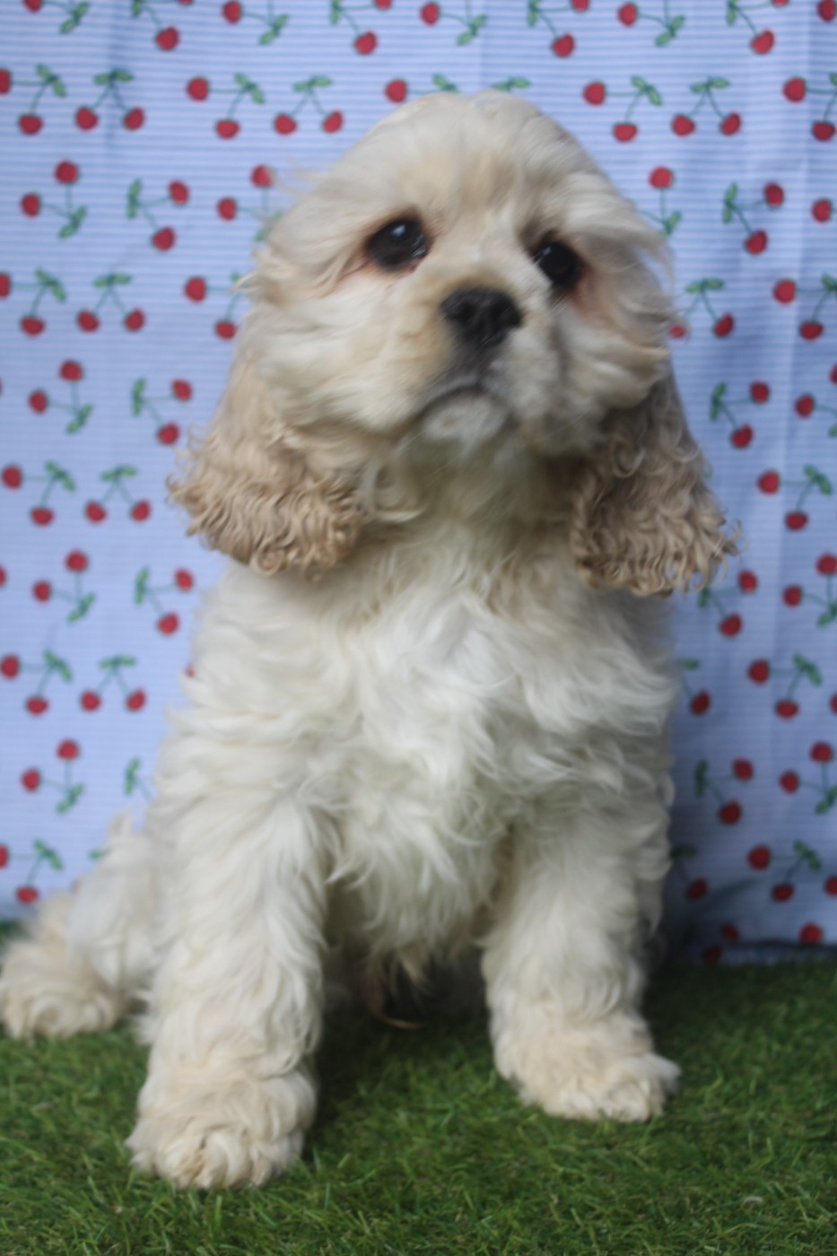 of caniland's dream - Chiots disponibles - American Cocker Spaniel