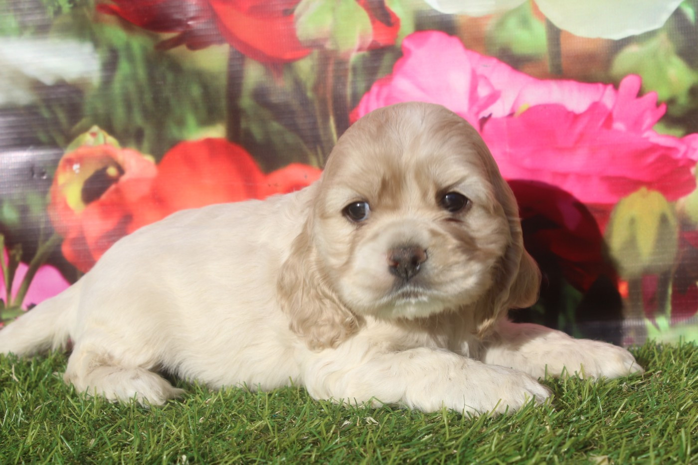 of caniland's dream - Chiots disponibles - American Cocker Spaniel
