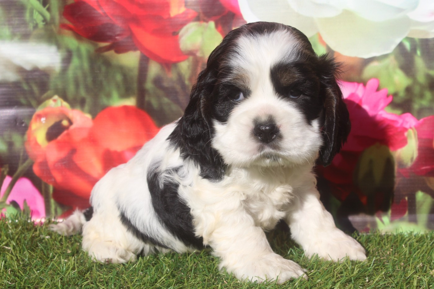 of caniland's dream - Chiots disponibles - American Cocker Spaniel
