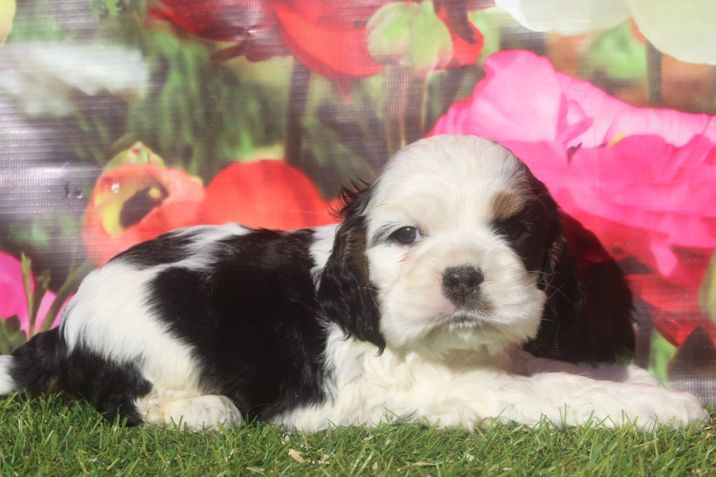 of caniland's dream - Chiots disponibles - American Cocker Spaniel