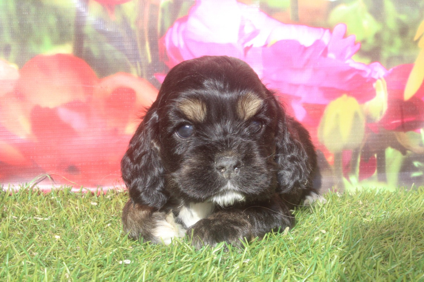 of caniland's dream - Chiots disponibles - American Cocker Spaniel