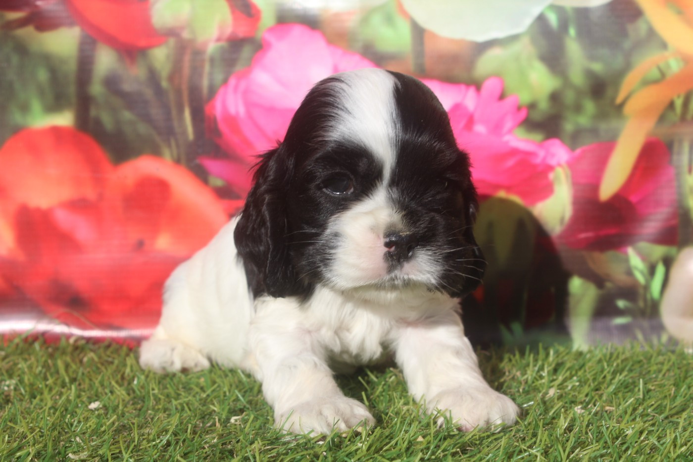 of caniland's dream - Chiots disponibles - American Cocker Spaniel