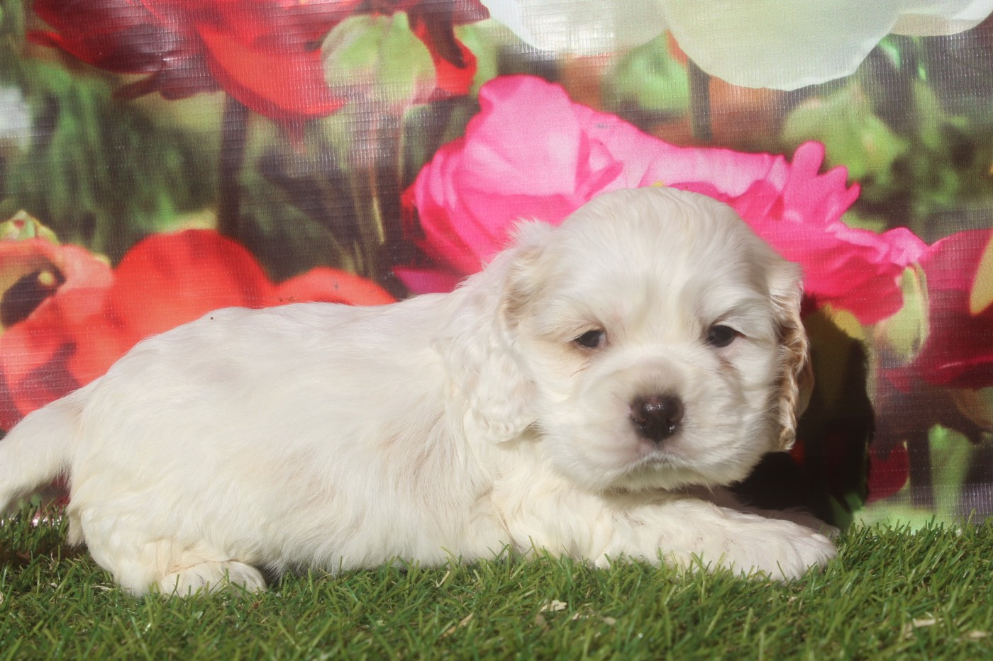 of caniland's dream - Chiots disponibles - American Cocker Spaniel