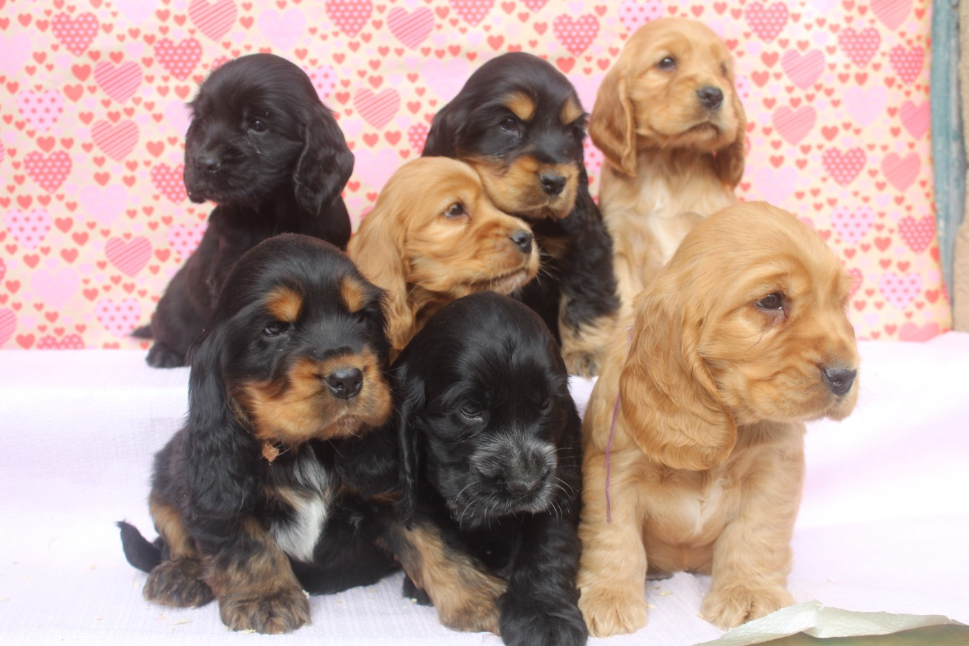 of caniland's dream - Cocker Spaniel Anglais - Portée née le 23/12/2025