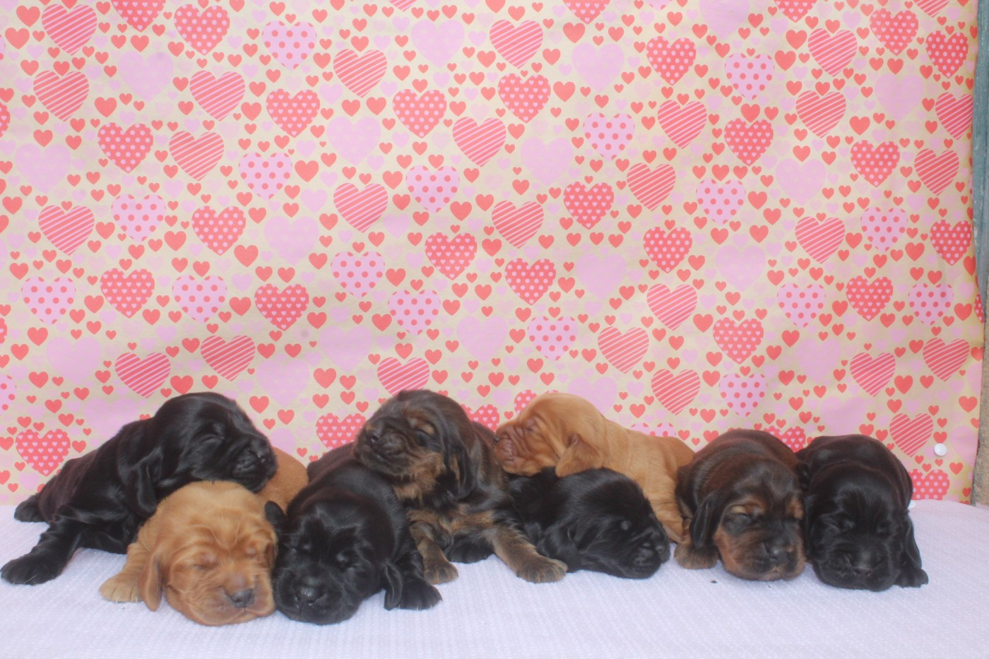 of caniland's dream - Cocker Spaniel Anglais - Portée née le 01/02/2026