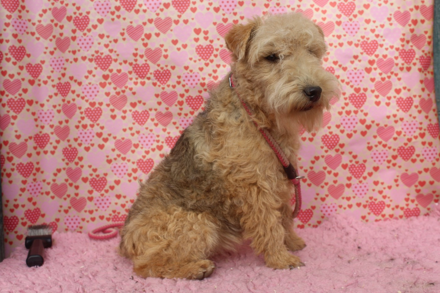 of caniland's dream - Chiots disponibles - Lakeland Terrier