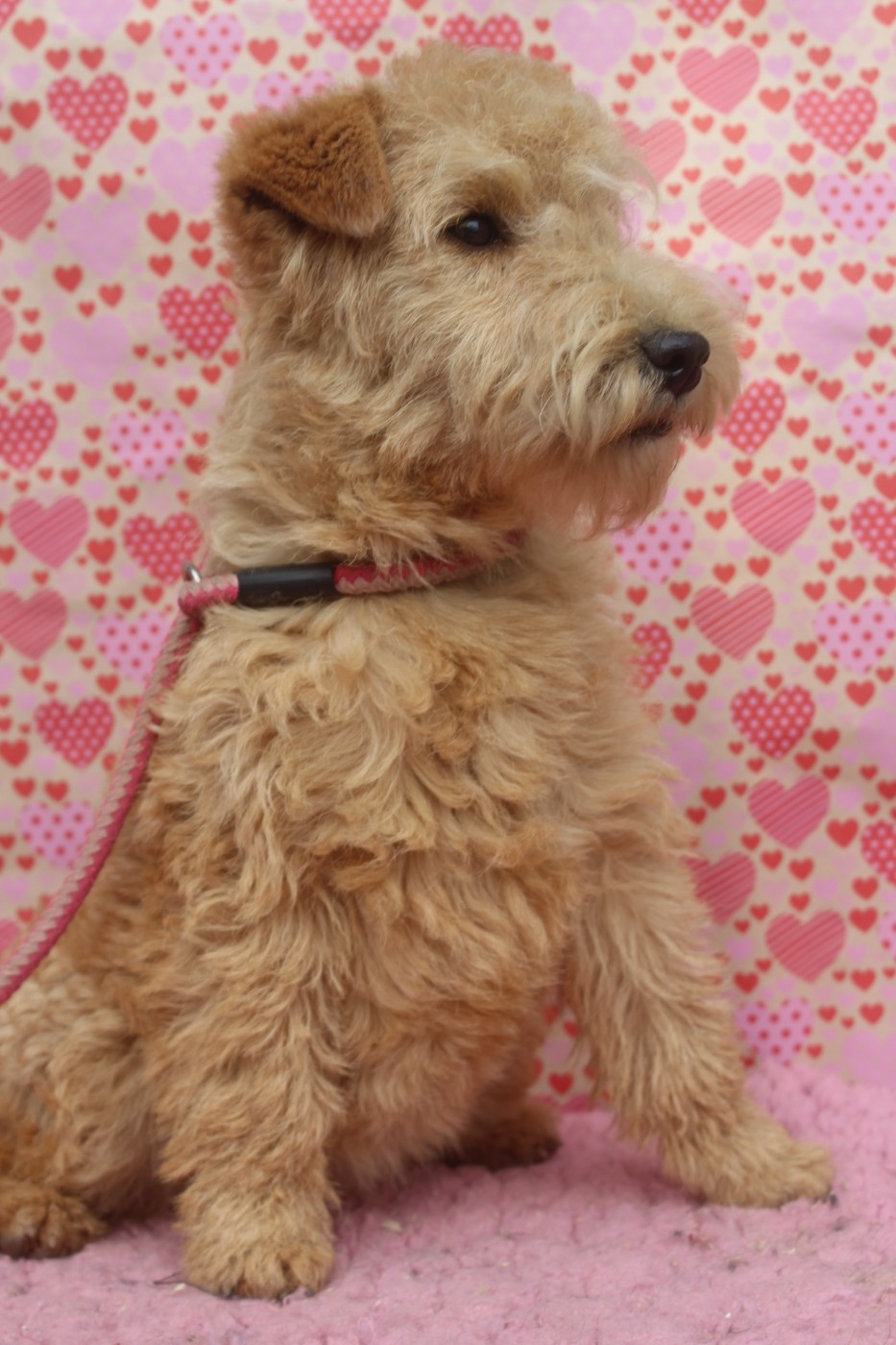 of caniland's dream - Chiots disponibles - Lakeland Terrier