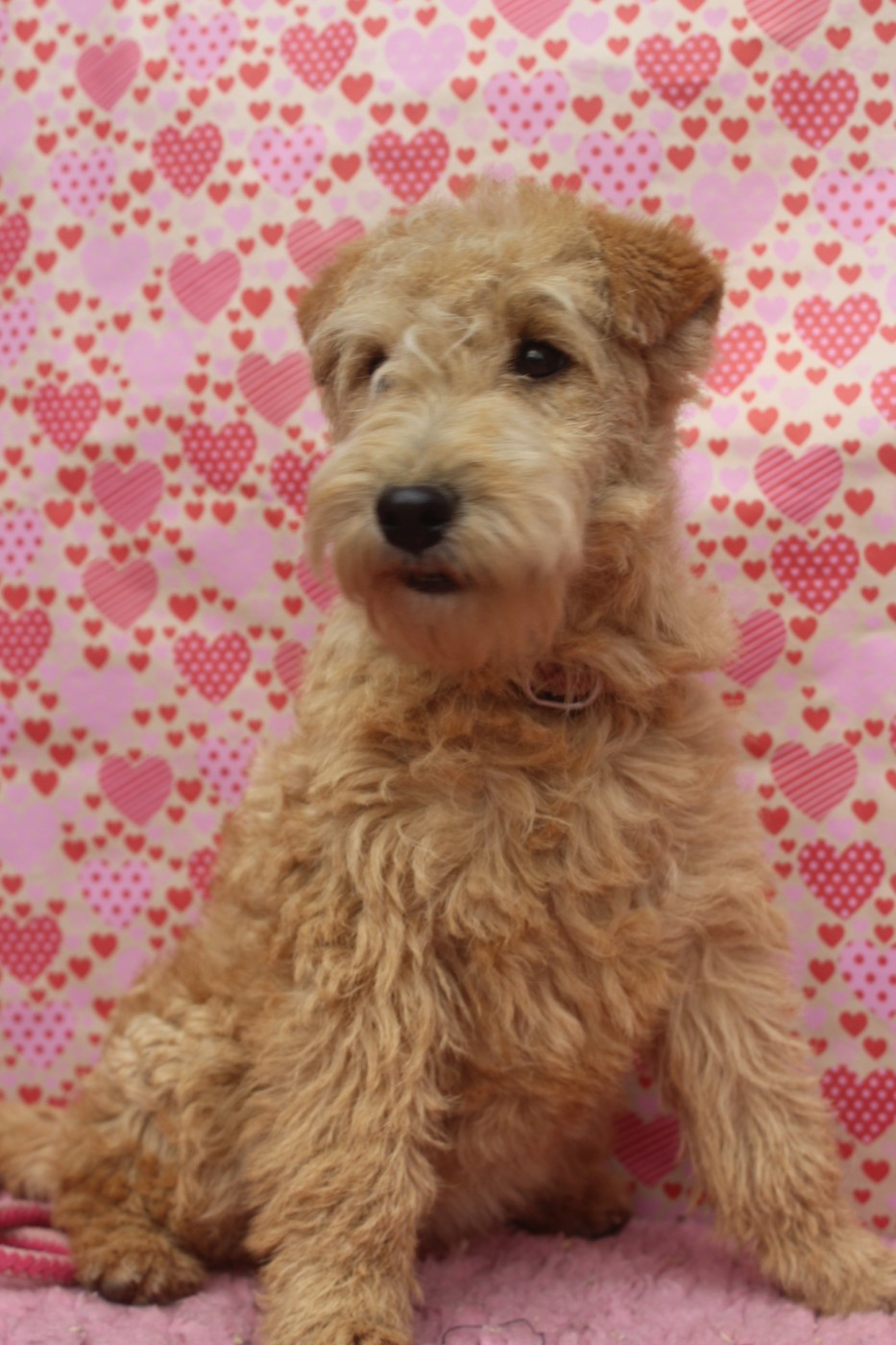of caniland's dream - Chiots disponibles - Lakeland Terrier