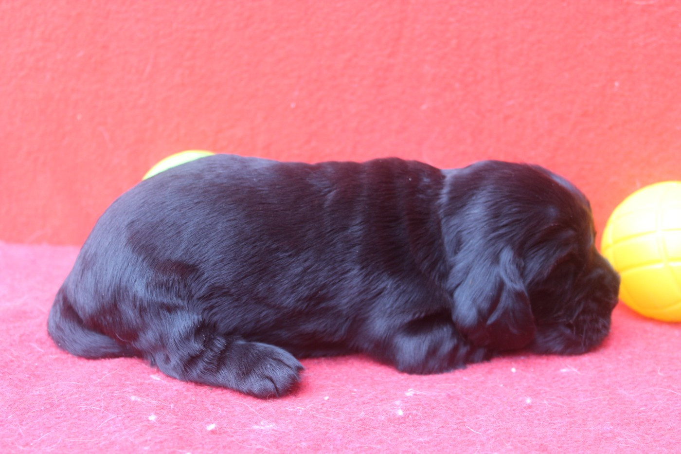 of caniland's dream - Chiots disponibles - Cocker Spaniel Anglais