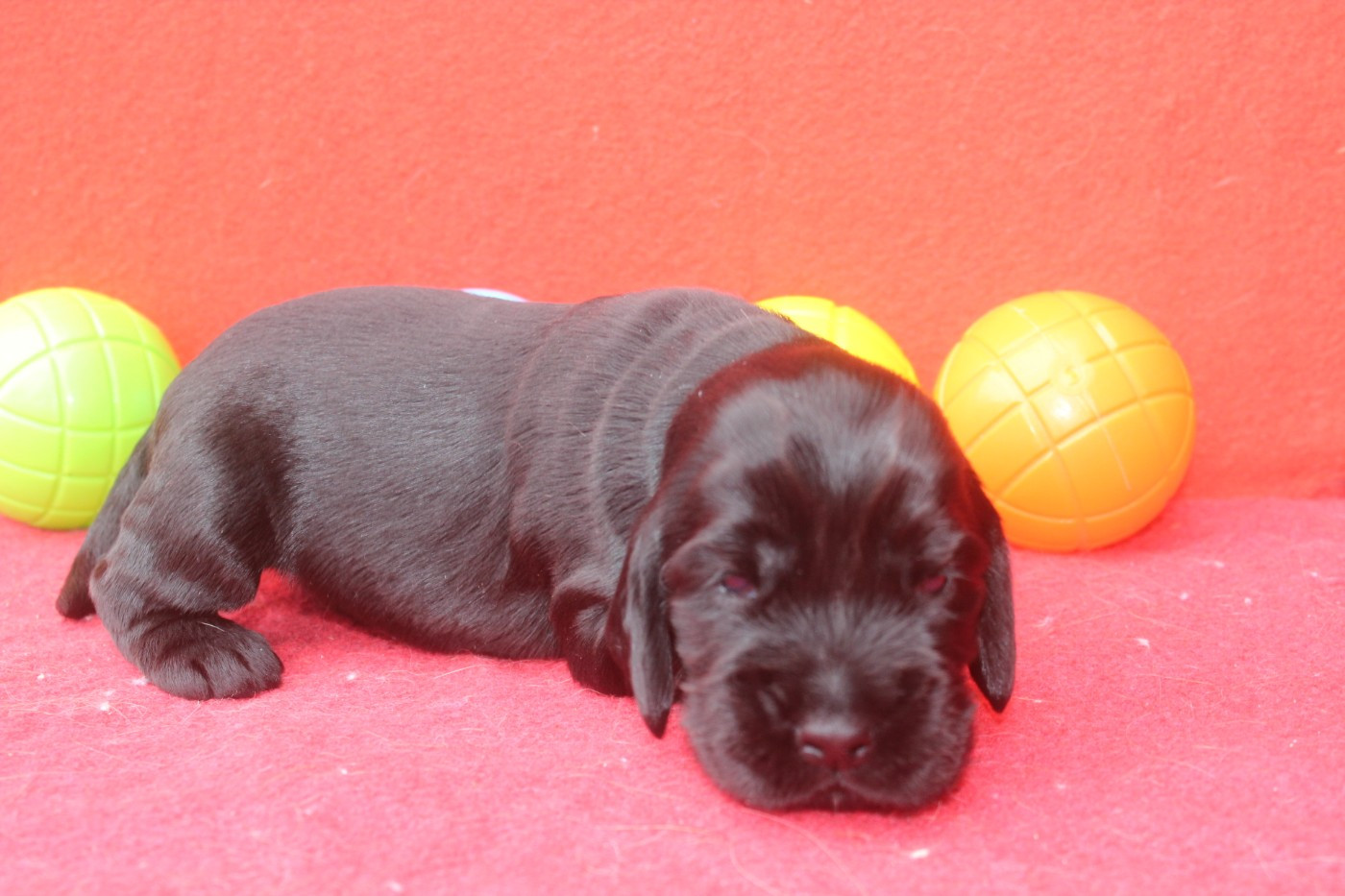 of caniland's dream - Chiots disponibles - Cocker Spaniel Anglais