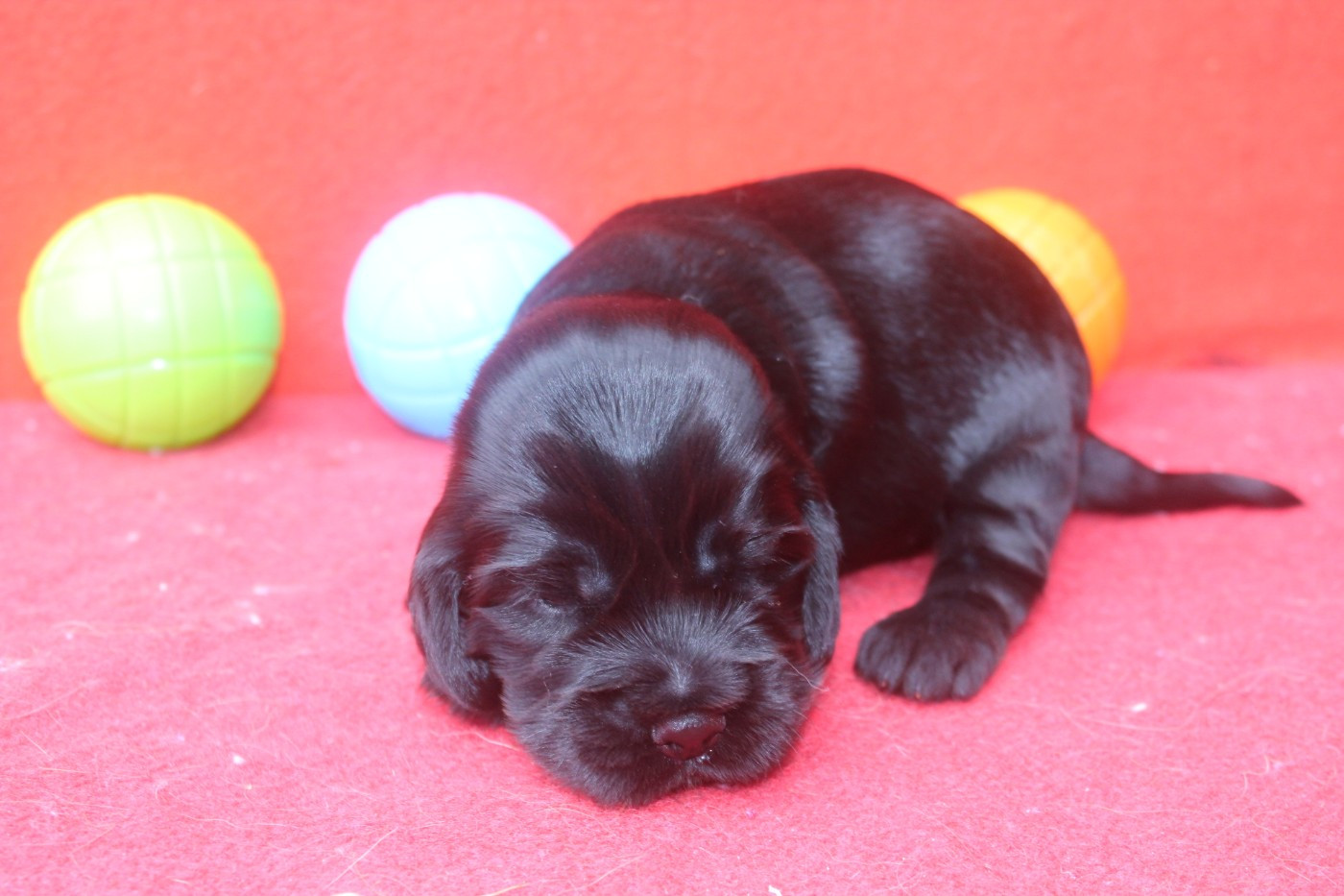 of caniland's dream - Chiots disponibles - Cocker Spaniel Anglais