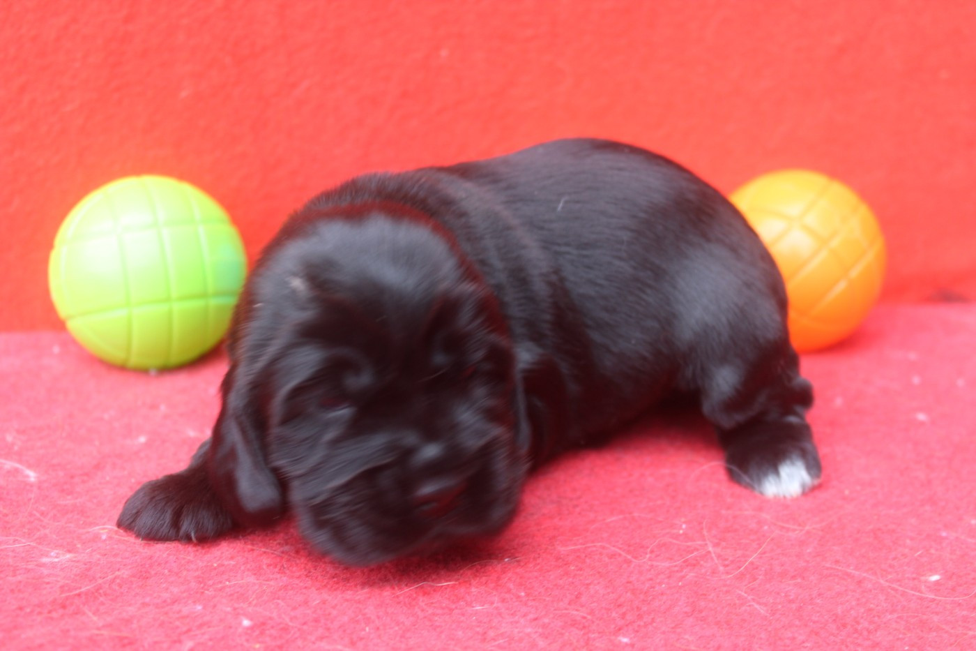 of caniland's dream - Chiots disponibles - Cocker Spaniel Anglais