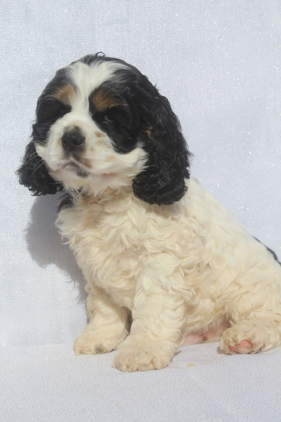 of caniland's dream - Chiots disponibles - American Cocker Spaniel