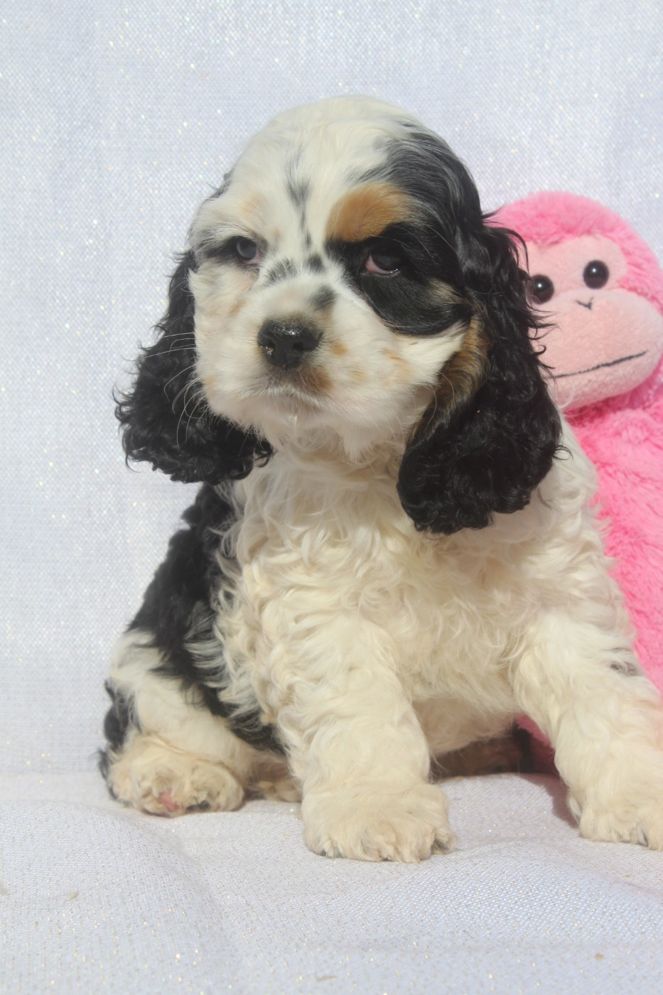 of caniland's dream - Chiots disponibles - American Cocker Spaniel