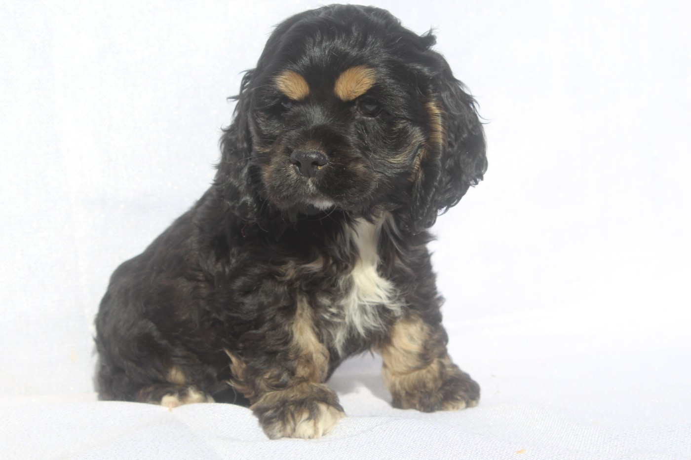 of caniland's dream - Chiots disponibles - American Cocker Spaniel