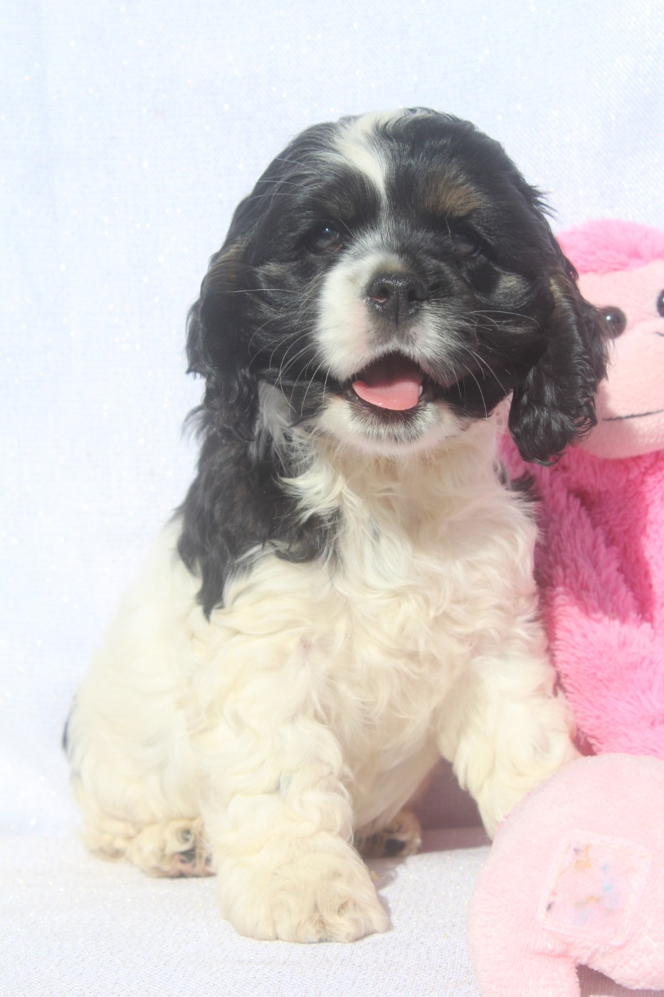 of caniland's dream - Chiots disponibles - American Cocker Spaniel