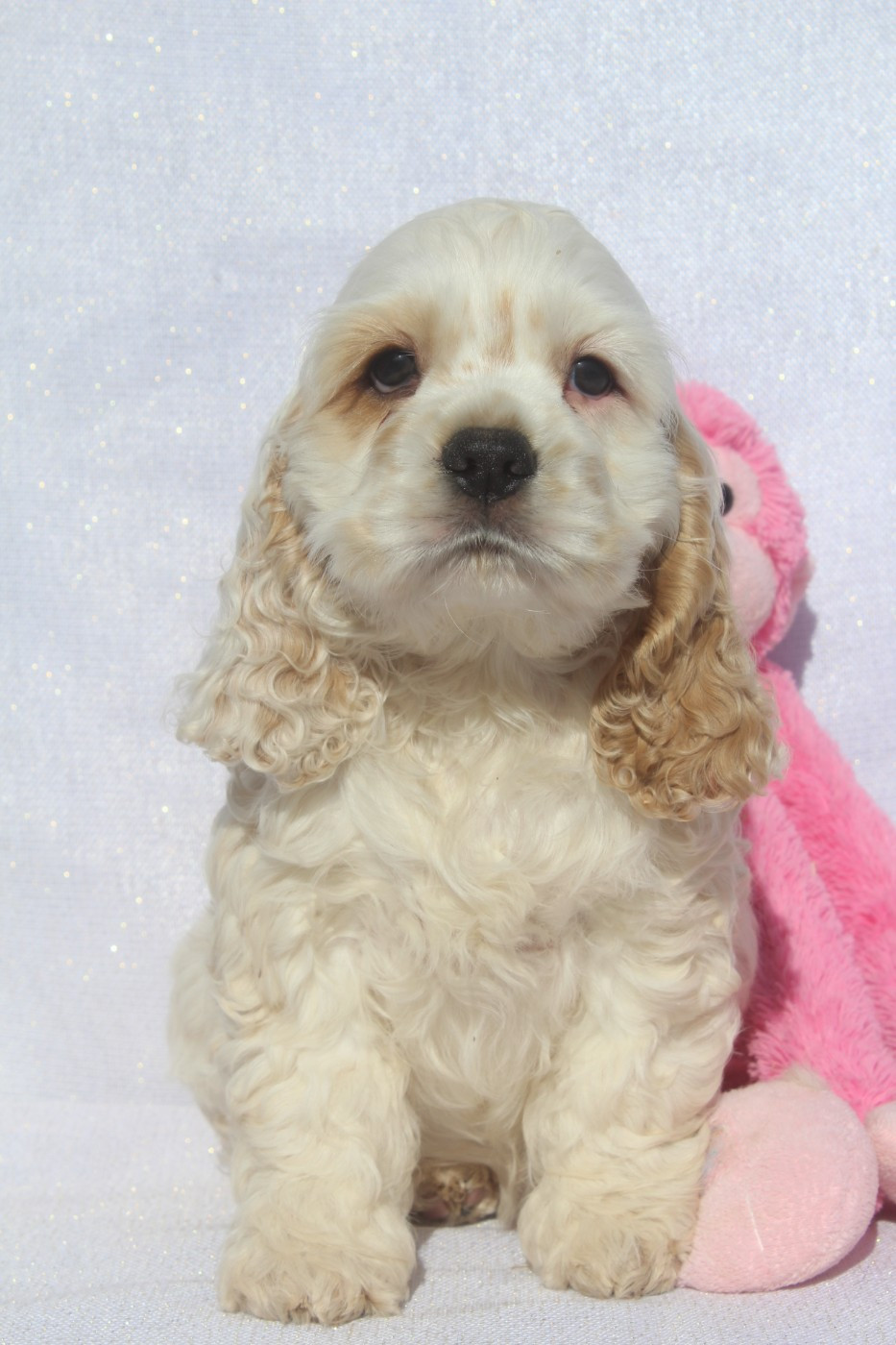 of caniland's dream - Chiots disponibles - American Cocker Spaniel