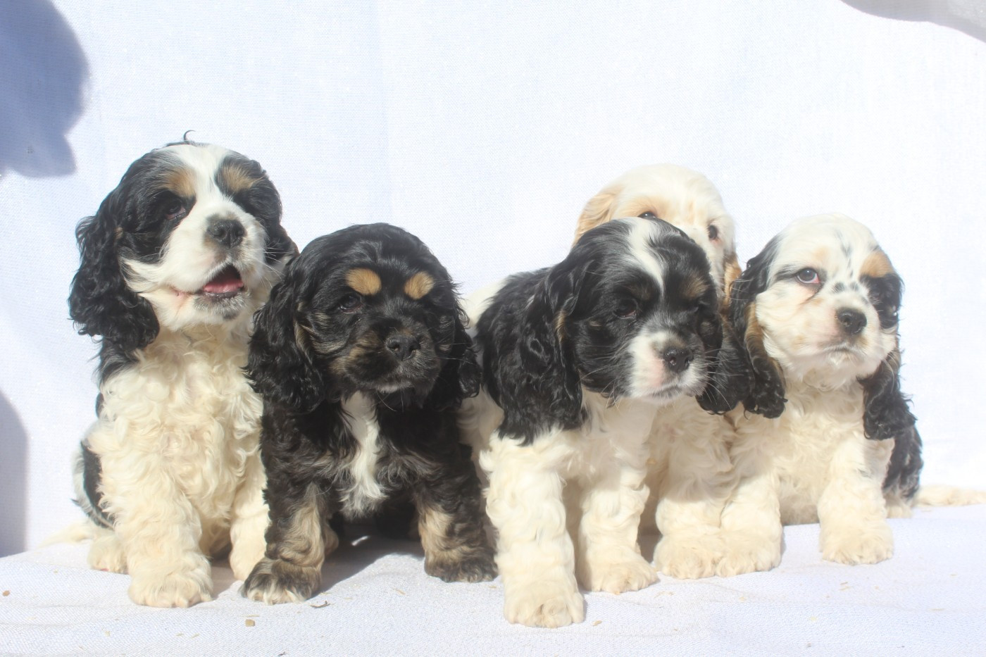 Chiot American Cocker Spaniel of caniland's dream